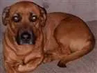 Cachorro raça Vira lata idade 3 anos nome Isabela