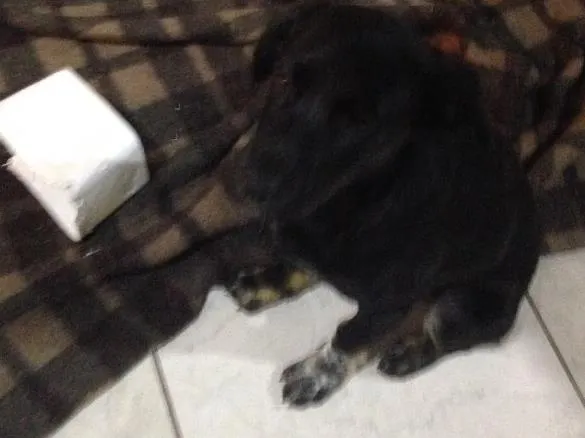 Cachorro ra a SRD idade 2 a 6 meses nome Bebê 