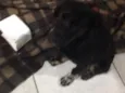 Bebê