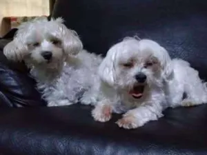 Cachorro raça Maltês  idade 6 ou mais anos nome Kiara