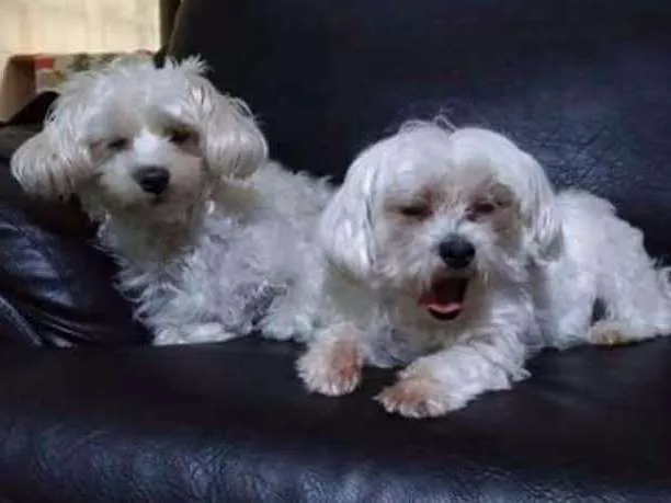 Cachorro ra a Maltês  idade 6 ou mais anos nome Kiara