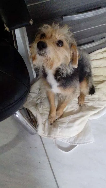 Cachorro ra a Srd idade  nome Não tem