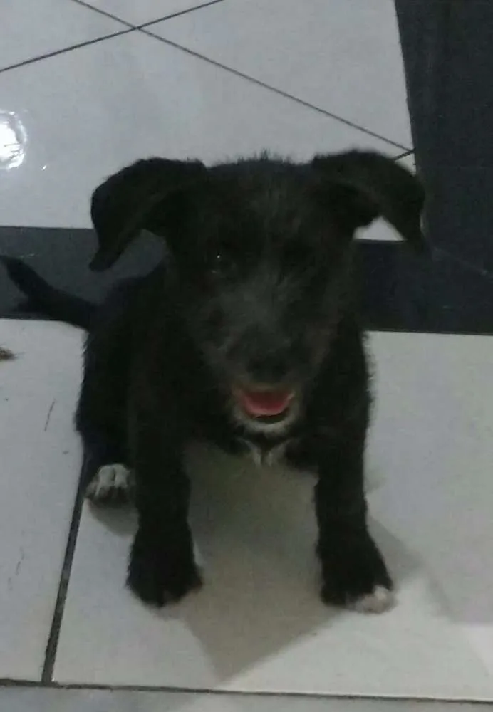 Cachorro ra a Puldo com vira lata idade  nome Não tem