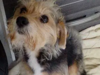 Cachorro ra a Srd idade  nome Não tem