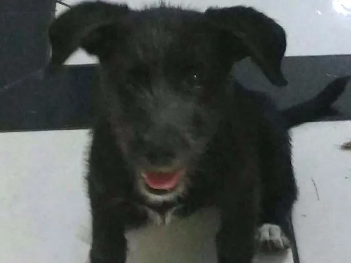 Cachorro ra a Puldo com vira lata idade  nome Não tem