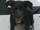 Cachorro raça Puldo com vira lata idade  nome Não tem