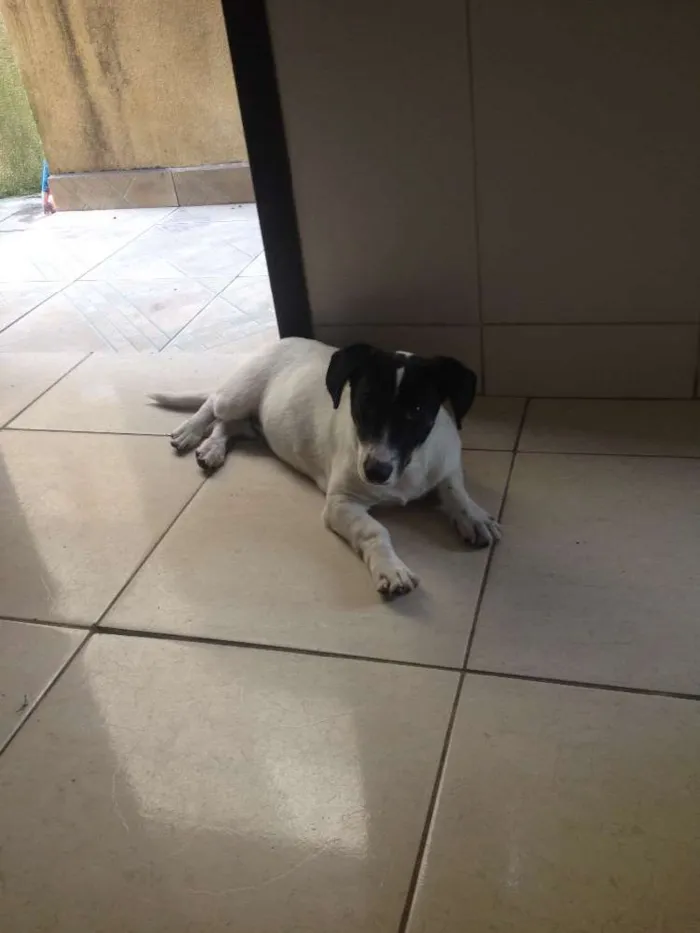 Cachorro ra a  idade  nome Dino