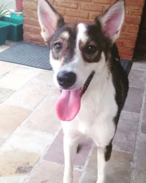 Cachorro raça SRD idade 1 ano nome Sushi