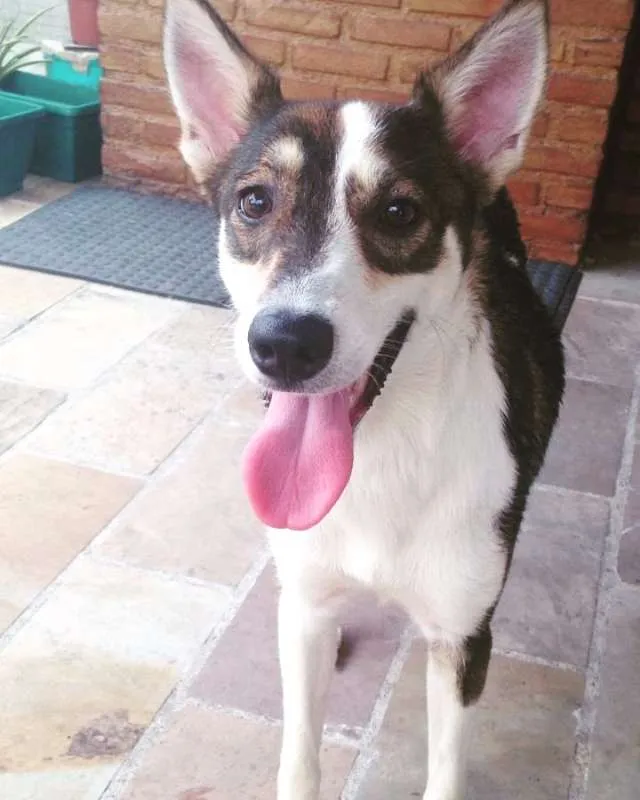 Cachorro ra a SRD idade 1 ano nome Sushi