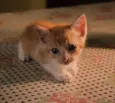 Clube dos 5 gatinhos