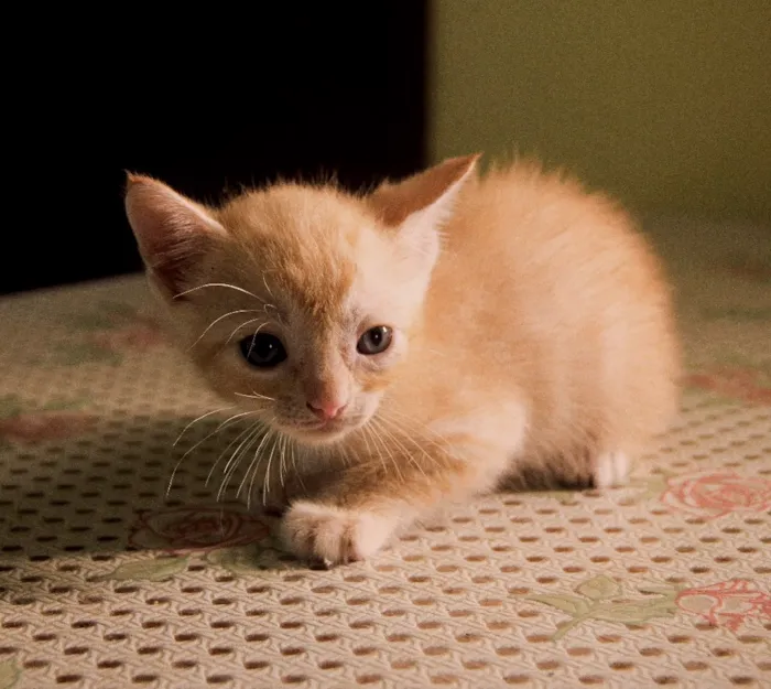 Gato ra a  idade 2 a 6 meses nome Clube dos 5 gatinhos