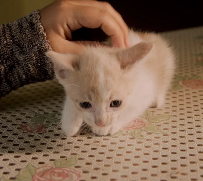 Gato ra a  idade 2 a 6 meses nome Clube dos 5 gatinhos