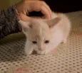 Clube dos 5 gatinhos