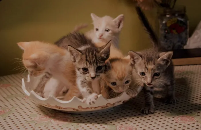Gato ra a  idade 2 a 6 meses nome Clube dos 5 gatinhos