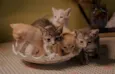 Clube dos 5 gatinhos