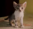 Clube dos 5 gatinhos