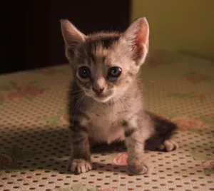 Gato raça  idade 2 a 6 meses nome Clube dos 5 gatinhos