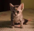 Clube dos 5 gatinhos