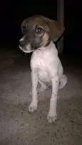 Scoob