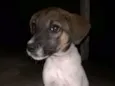 Scoob