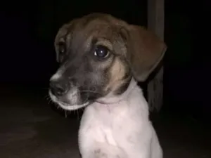 Cachorro raça Vira lata idade 2 a 6 meses nome Scoob