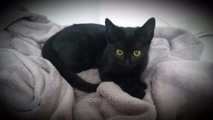 Gato ra a  idade 2 a 6 meses nome Mel