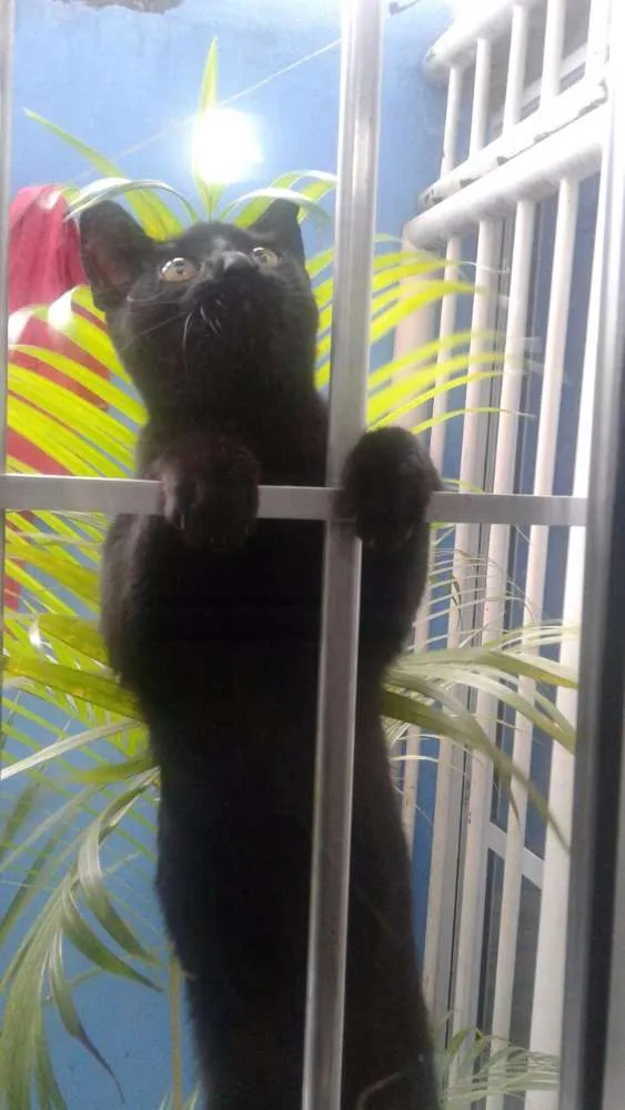 Gato ra a  idade 2 a 6 meses nome Mel