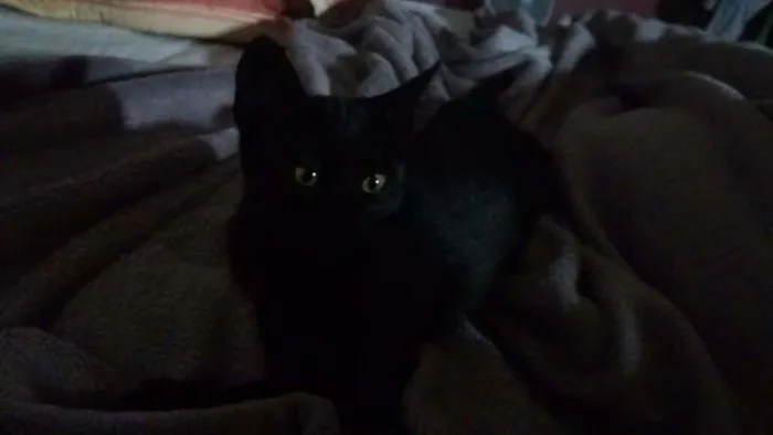 Gato ra a  idade 2 a 6 meses nome Mel