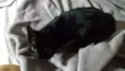 Mel