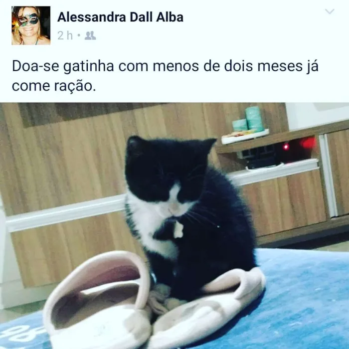 Gato ra a  idade Abaixo de 2 meses nome Marry