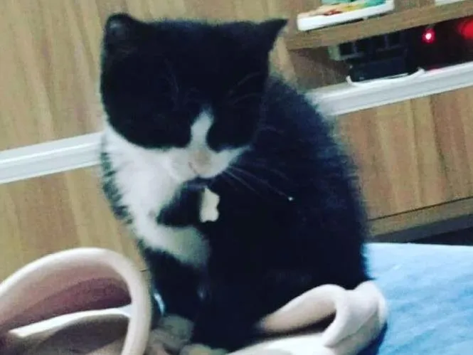 Gato ra a  idade Abaixo de 2 meses nome Marry