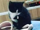 Gato raça  idade Abaixo de 2 meses nome Marry