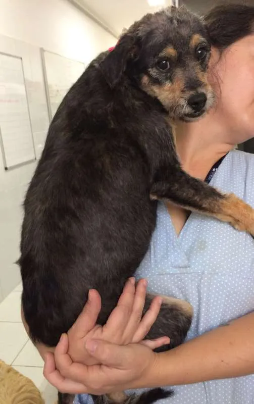 Cachorro ra a SRD idade 2 anos nome Emilia