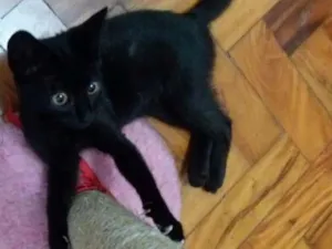Gato raça  idade 2 a 6 meses nome Mel