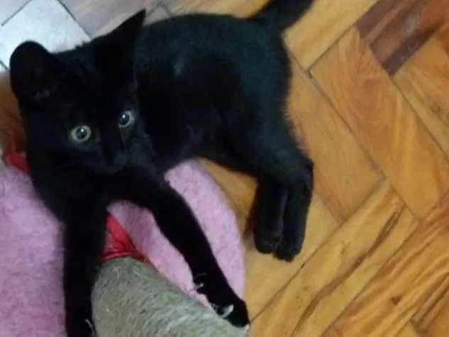 Gato ra a  idade 2 a 6 meses nome Mel