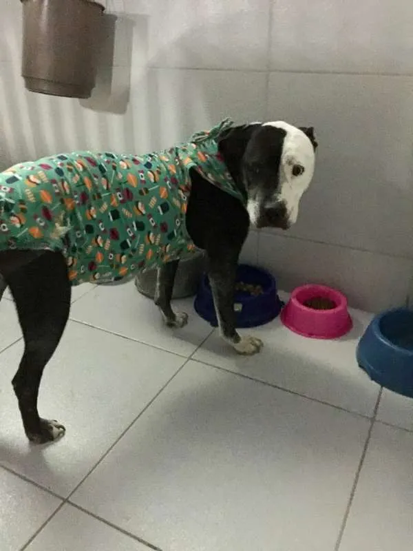 Cachorro ra a Pit-Bull idade 2 anos nome Sarah