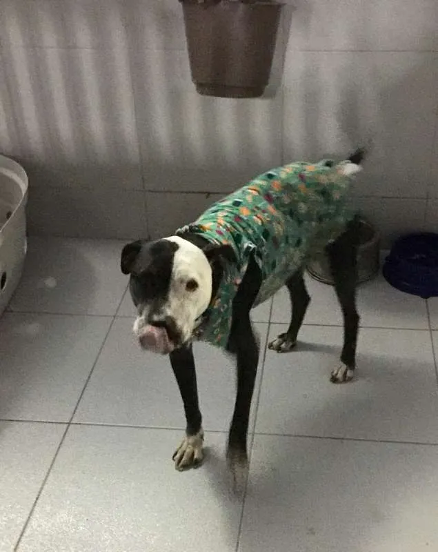 Cachorro ra a Pit-Bull idade 2 anos nome Sarah