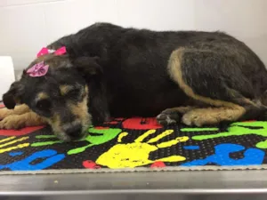 Cachorro raça SRD idade 2 anos nome Emilia