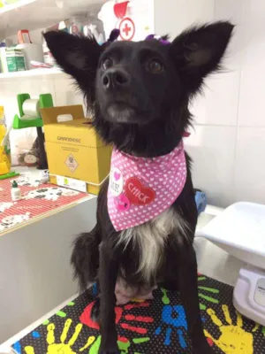 Cachorro raça srd idade 1 ano nome Tina