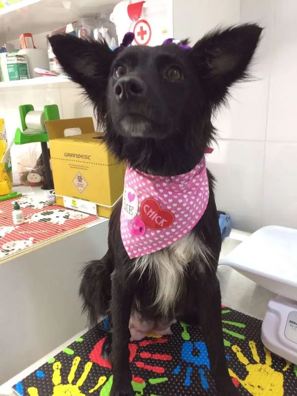 Cachorro ra a srd idade 1 ano nome Tina