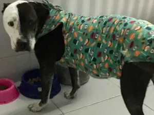 Cachorro raça Pit-Bull idade 2 anos nome Sarah