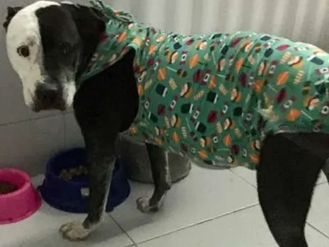 Cachorro ra a Pit-Bull idade 2 anos nome Sarah