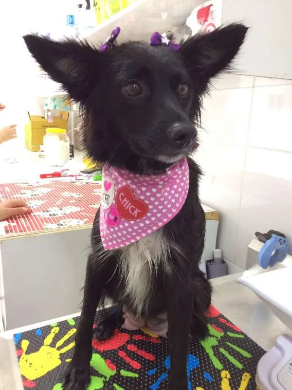 Cachorro ra a srd idade 1 ano nome Tina