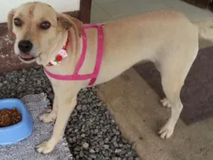 Cachorro raça Não sei idade  nome Não sei
