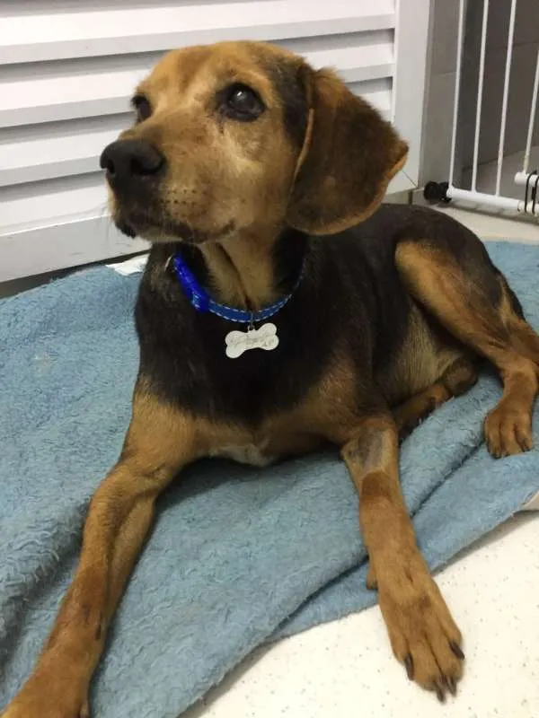 Cachorro ra a mix Beagle idade 5 anos nome Joca
