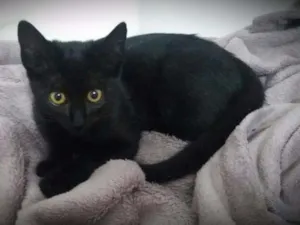 Gato raça  idade 2 a 6 meses nome Mel