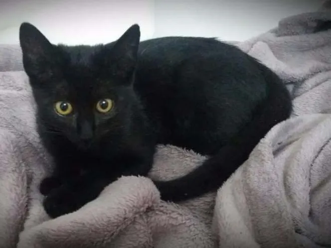 Gato ra a  idade 2 a 6 meses nome Mel