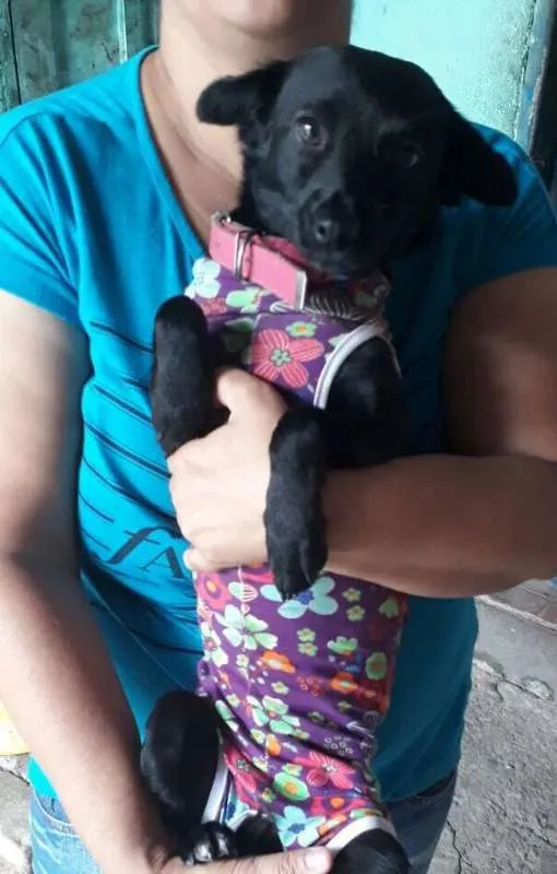 Cachorro ra a srd idade 1 ano nome Teteia