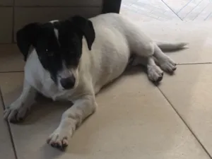 Cachorro raça  idade  nome Dino
