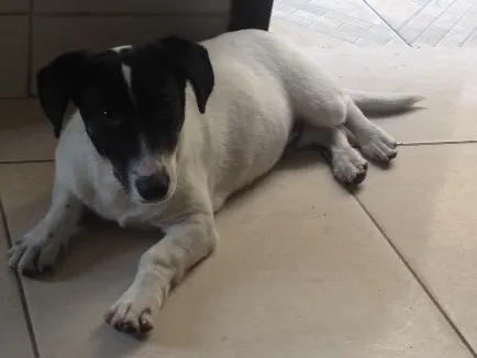 Cachorro ra a  idade  nome Dino